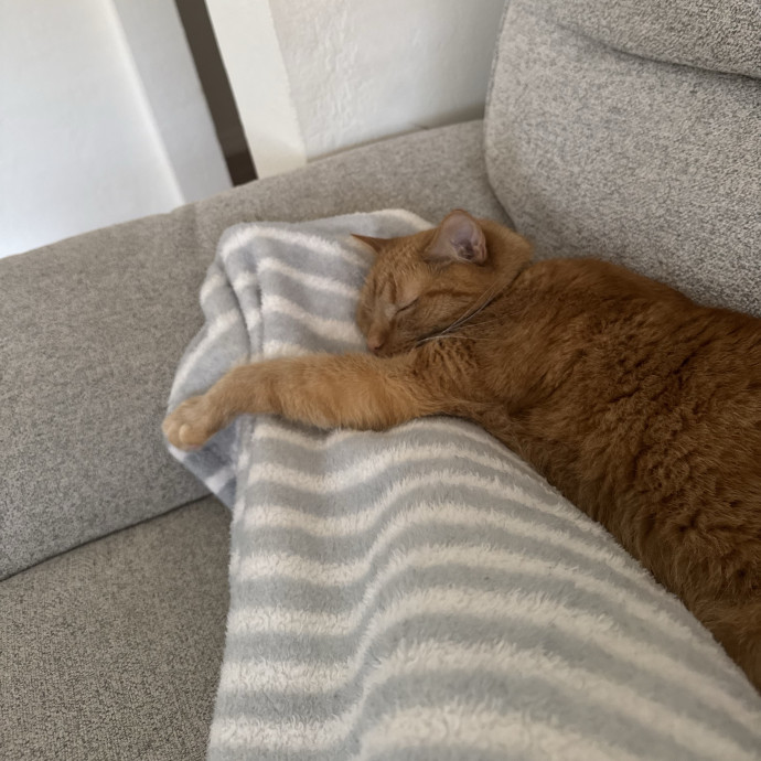 Certified Cat Guy