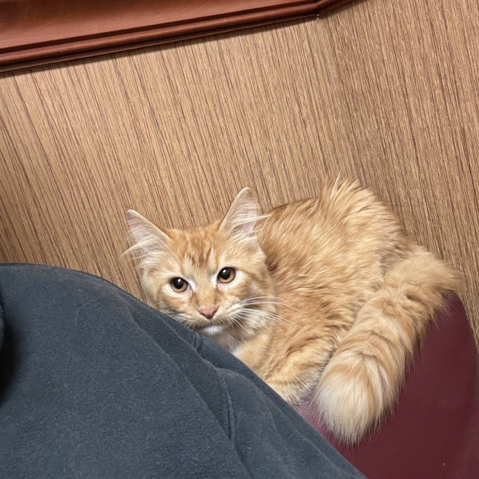 Certified Cat Guy