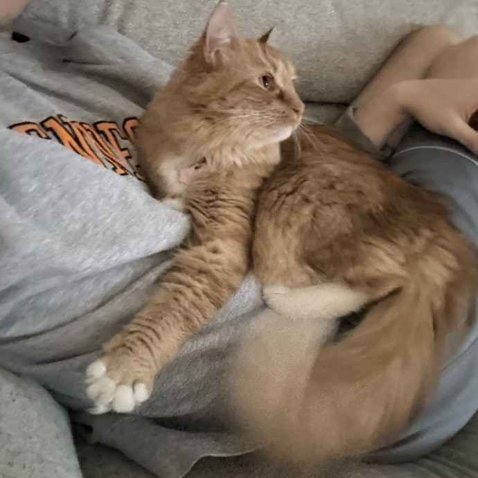 Certified Cat Guy