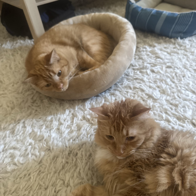 Certified Cat Guy