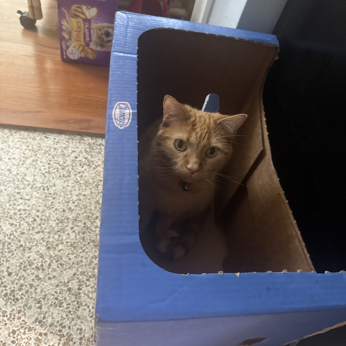 Certified Cat Guy photo 3