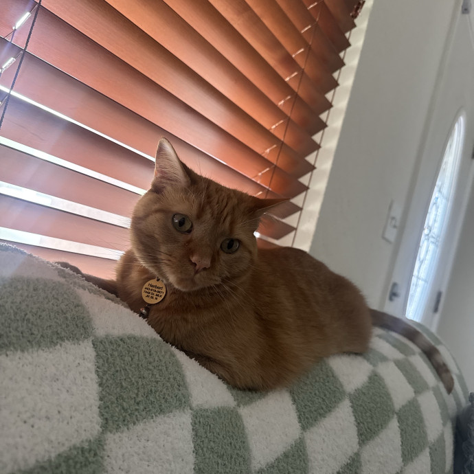 Certified Cat Guy photo 2
