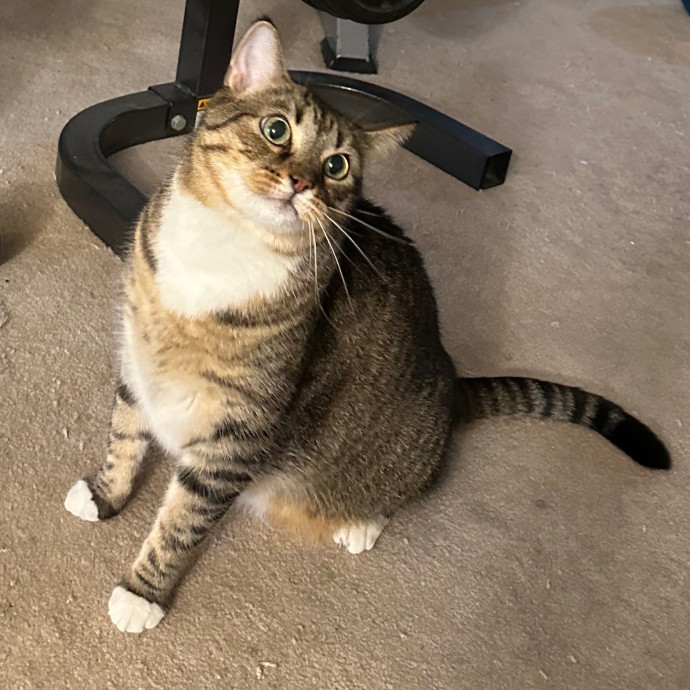 Rebecca's Purrfect Cat Sitting In Nova