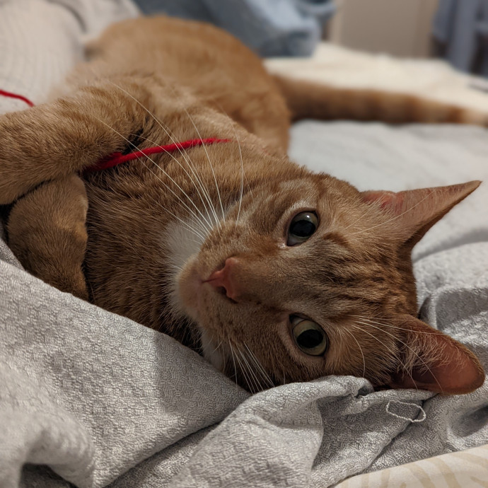 Trusted Cat Concierge