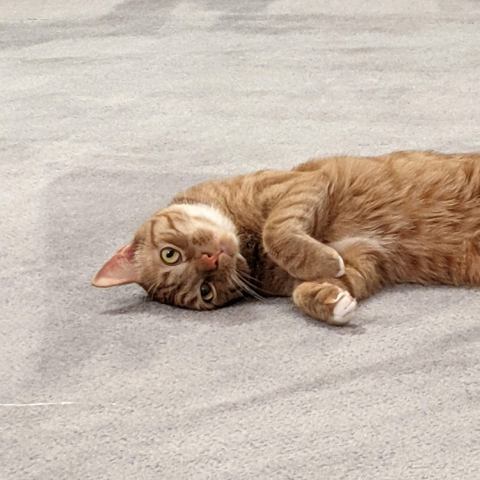 Trusted Cat Concierge