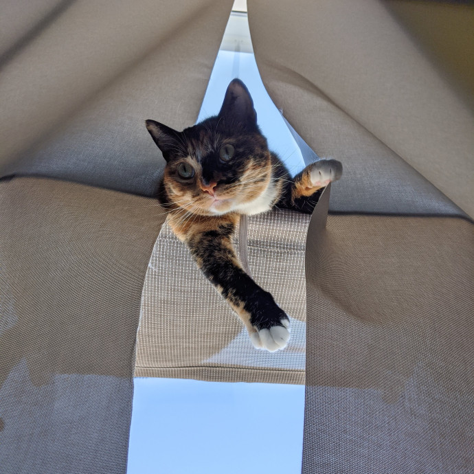 Trusted Cat Concierge