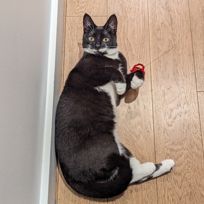 Trusted Cat Concierge