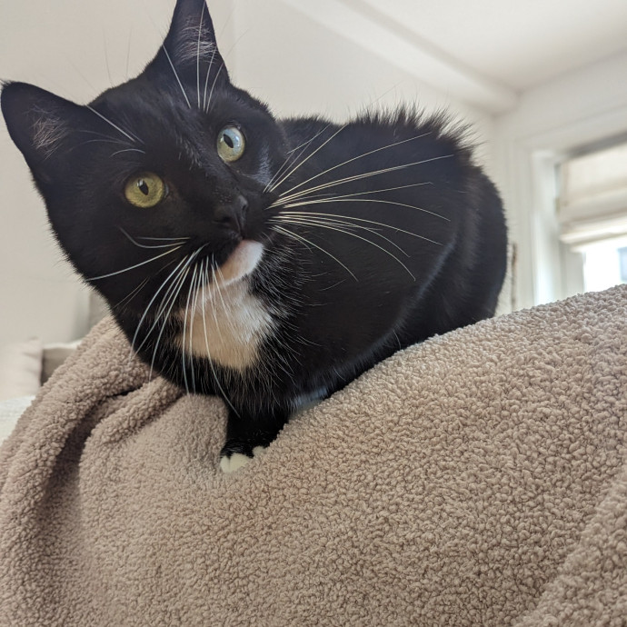 Trusted Cat Concierge