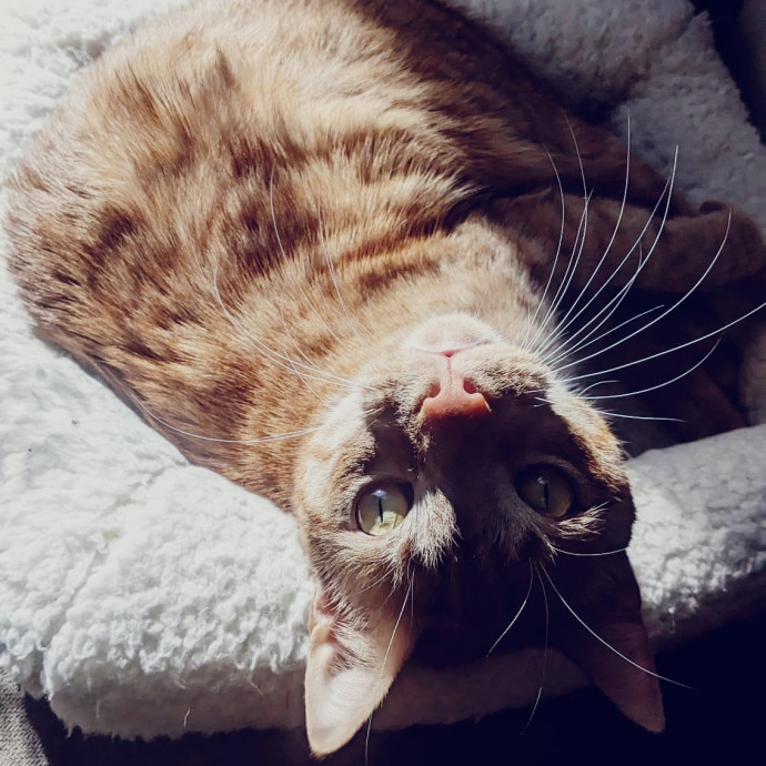 Trusted Cat Concierge