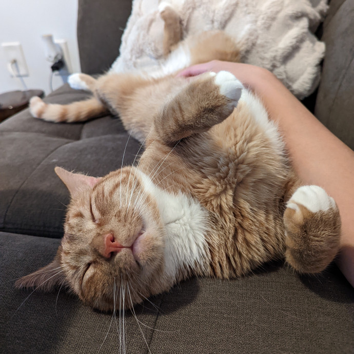 Trusted Cat Concierge