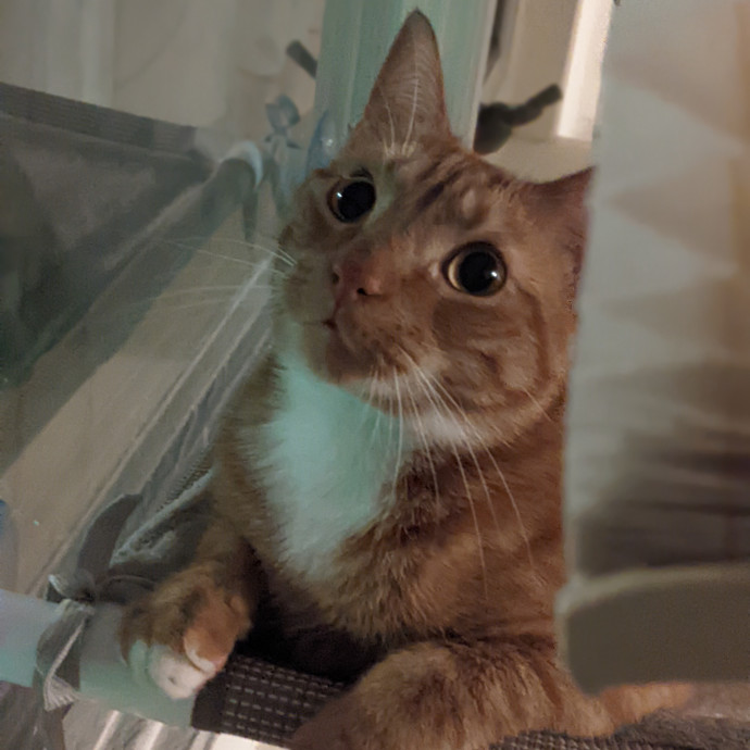 Trusted Cat Concierge