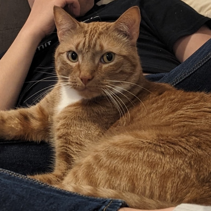 Trusted Cat Concierge photo 3