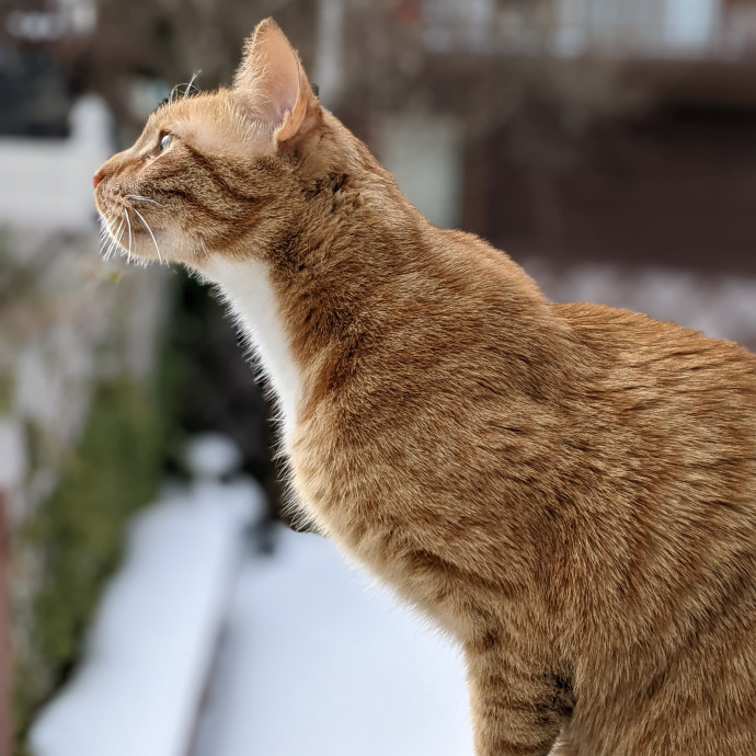Trusted Cat Concierge photo 2