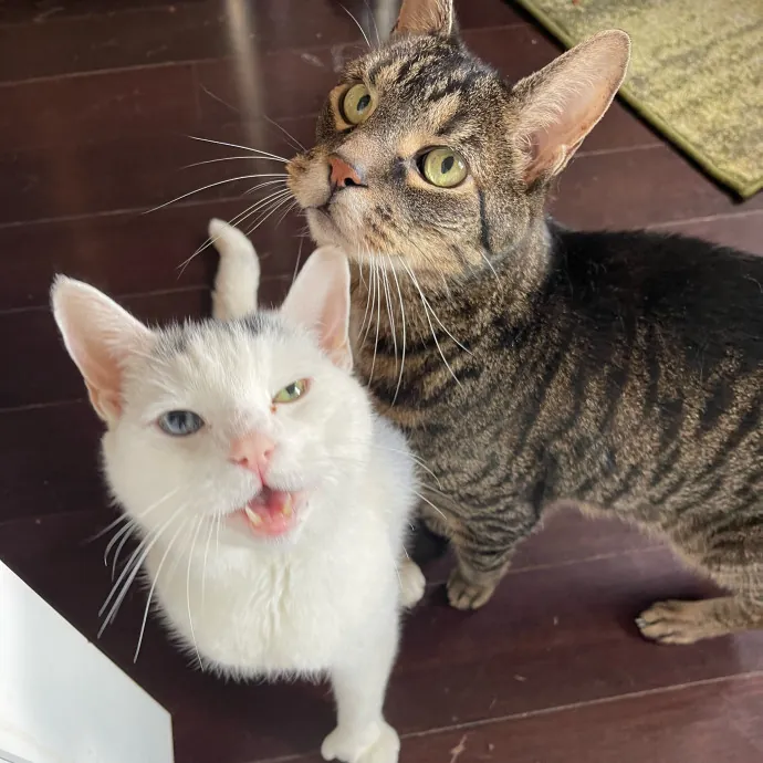 The Toebean Club