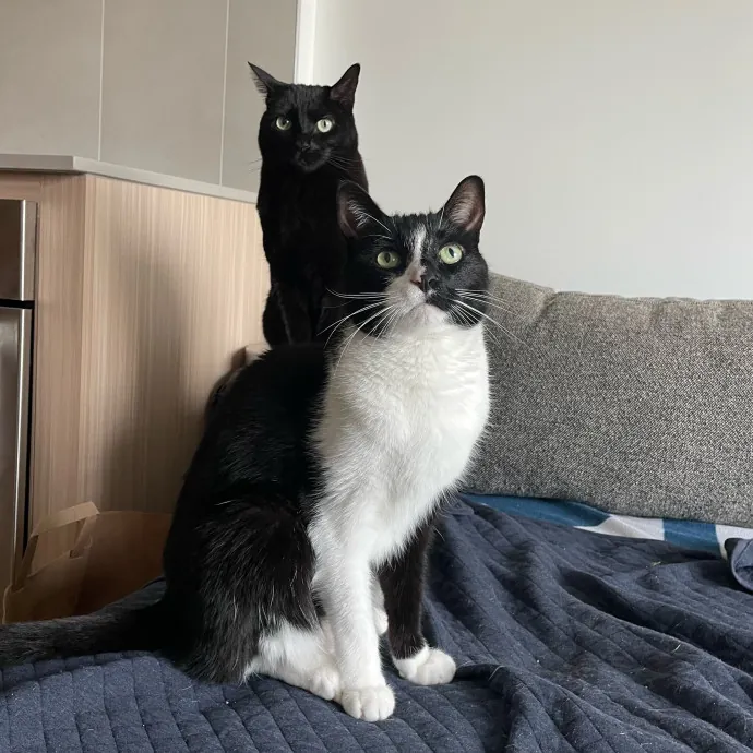 The Toebean Club