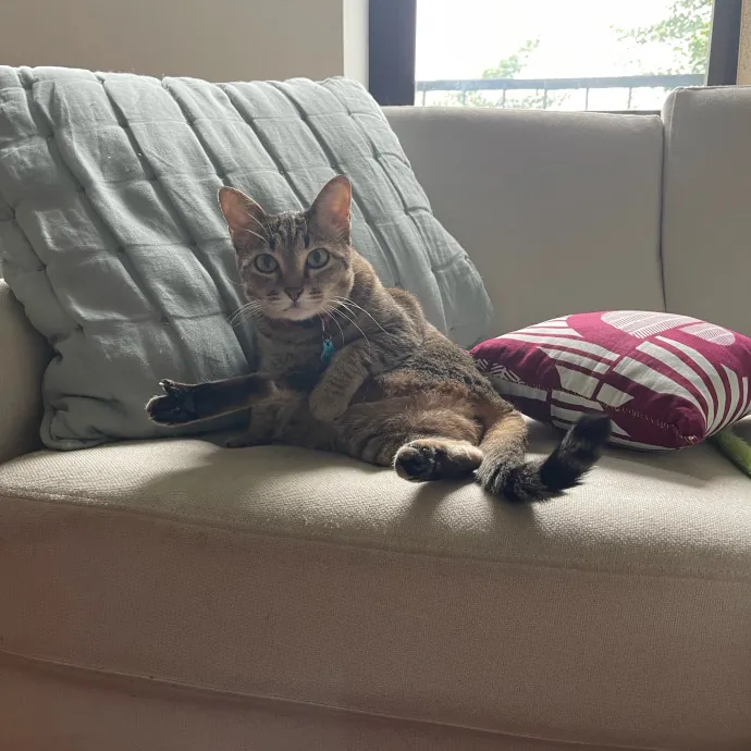 The Toebean Club