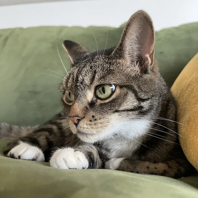 The Toebean Club