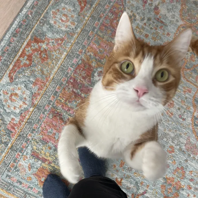 The Toebean Club