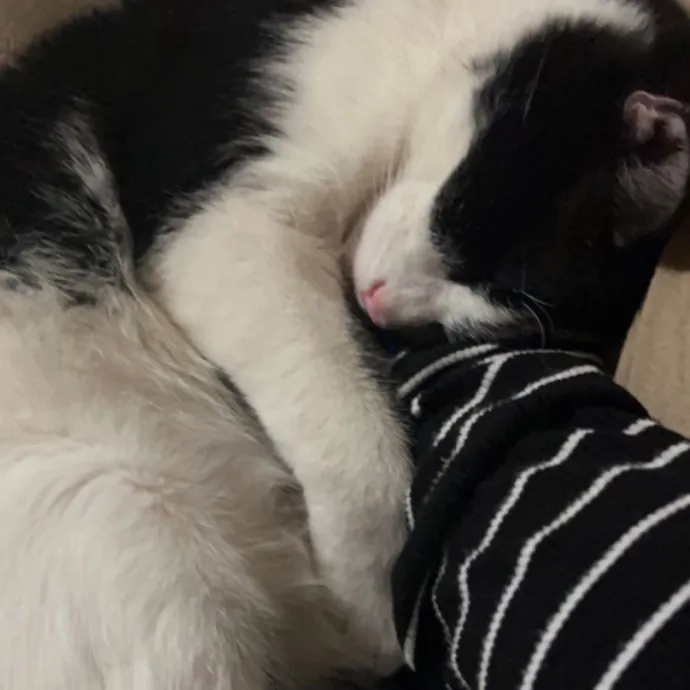 Erika The Cat Whisperer