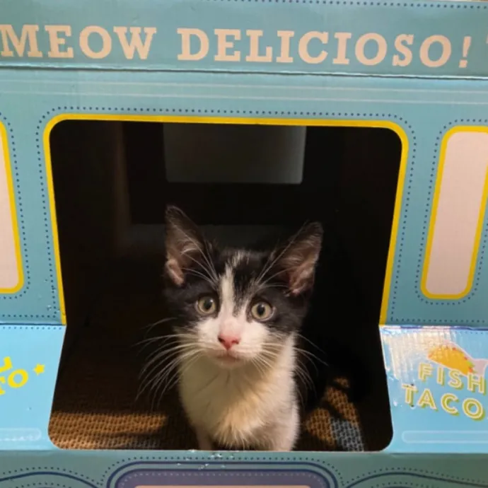 Erika The Cat Whisperer