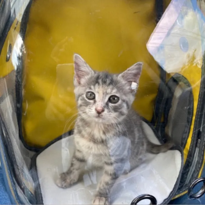 Erika The Cat Whisperer