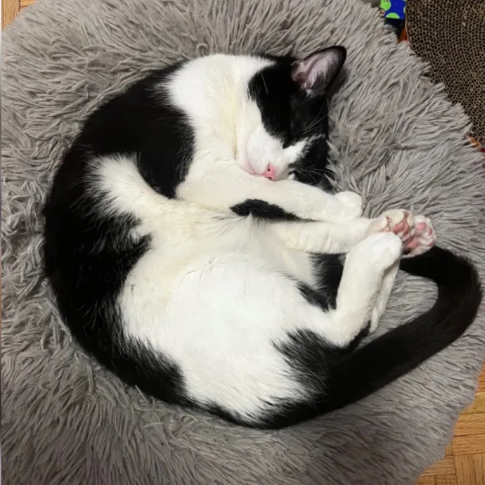 Erika The Cat Whisperer