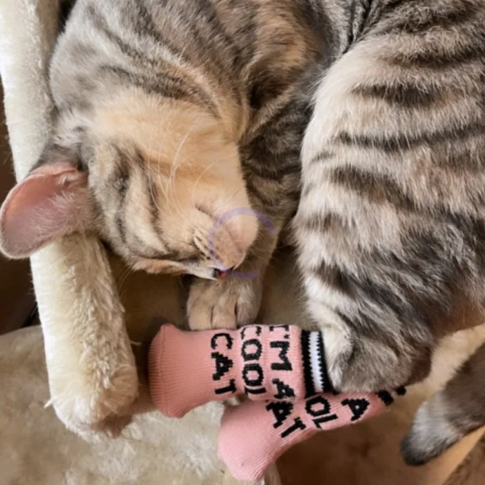 Erika The Cat Whisperer