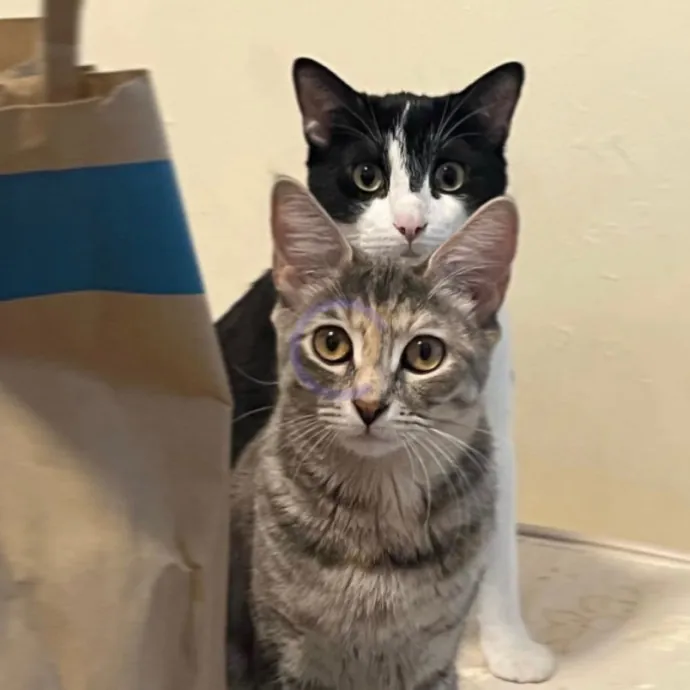 Erika The Cat Whisperer