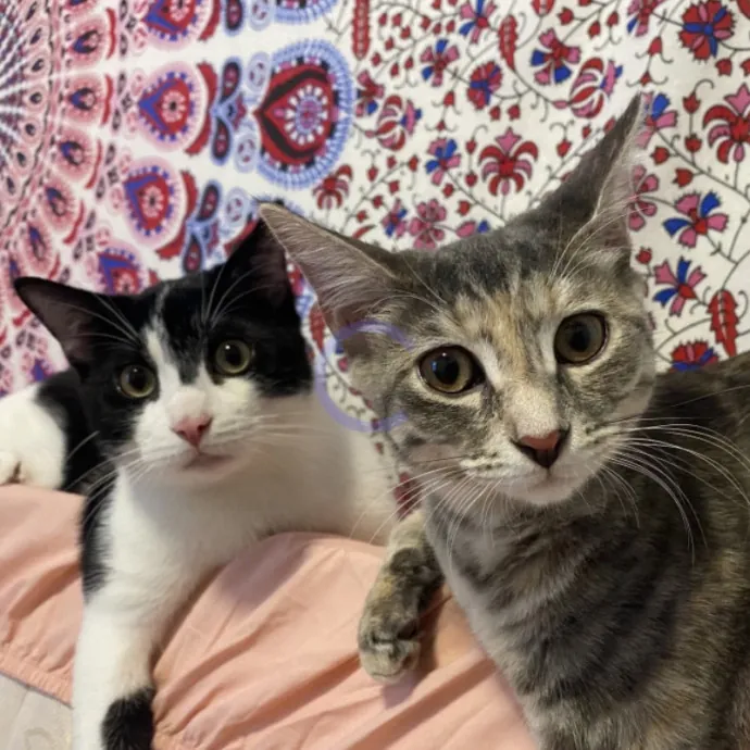 Erika The Cat Whisperer