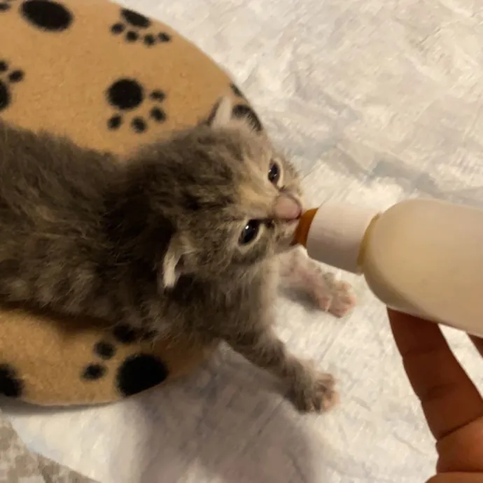 Erika The Cat Whisperer