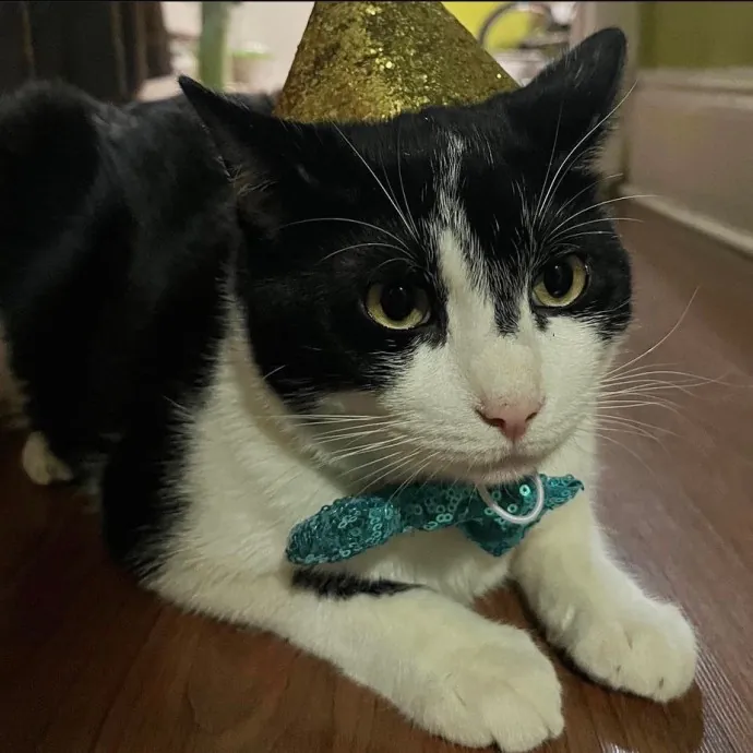 Erika The Cat Whisperer