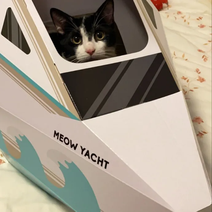 Erika The Cat Whisperer