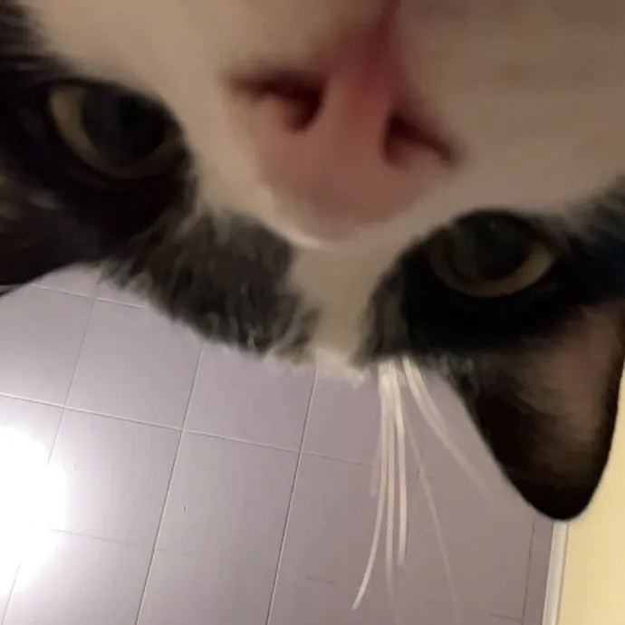 Erika The Cat Whisperer