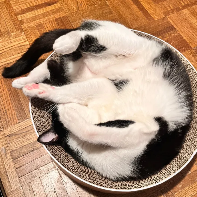 Erika The Cat Whisperer