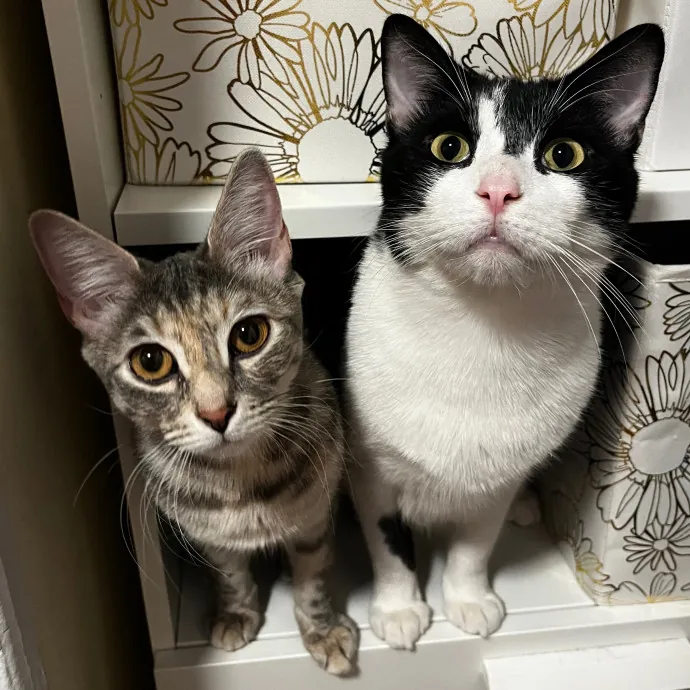 Erika The Cat Whisperer