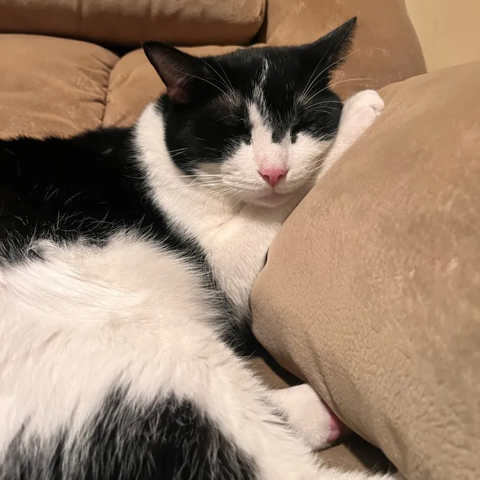 Erika The Cat Whisperer