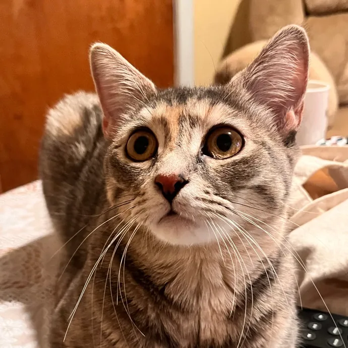 Erika The Cat Whisperer