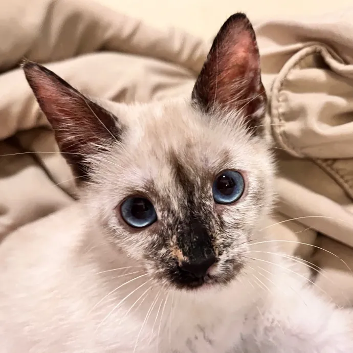 Erika The Cat Whisperer