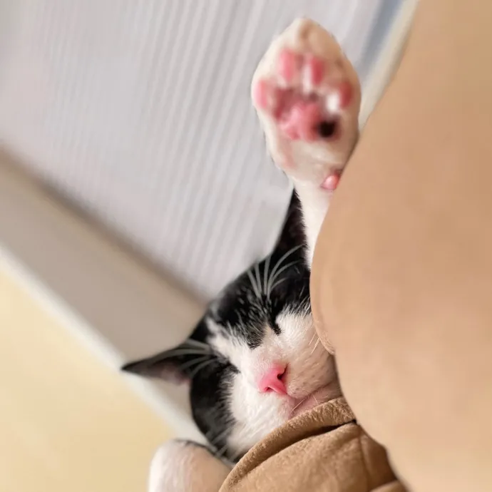 Erika The Cat Whisperer