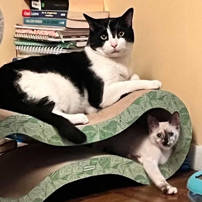 Erika The Cat Whisperer