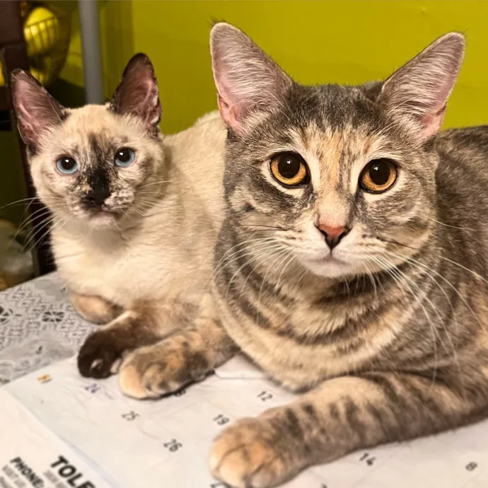 Erika The Cat Whisperer