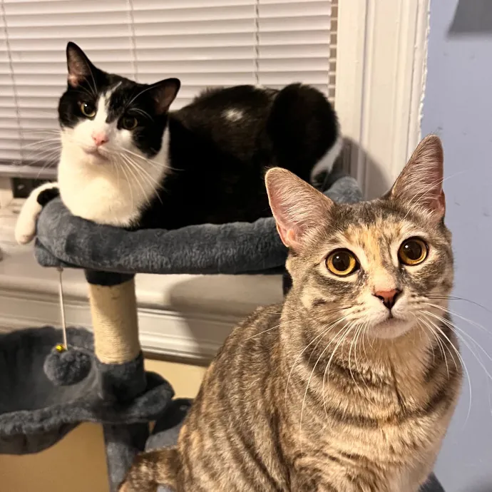 Erika The Cat Whisperer