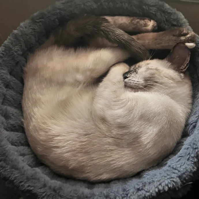 Erika The Cat Whisperer