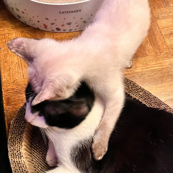 Erika The Cat Whisperer