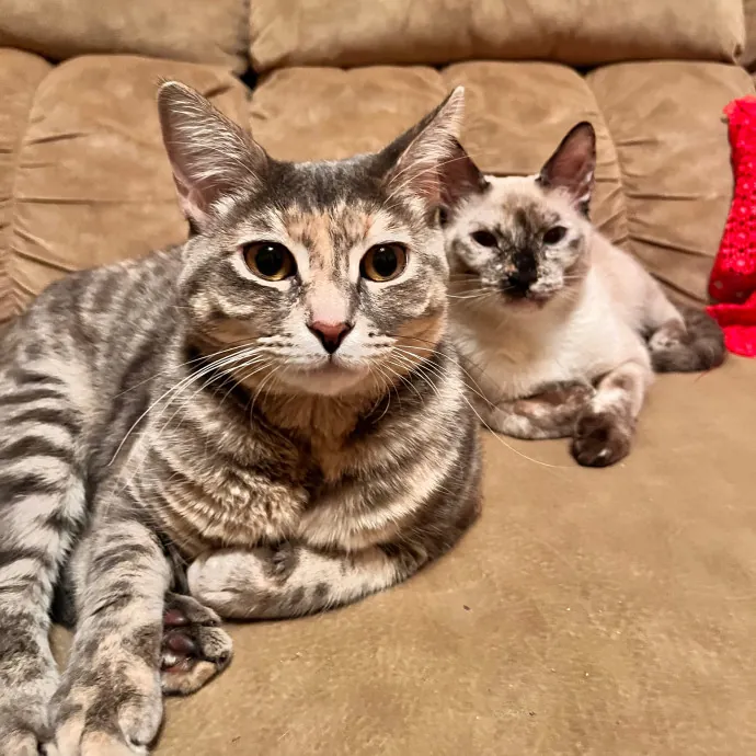 Erika The Cat Whisperer