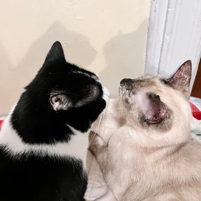 Erika The Cat Whisperer