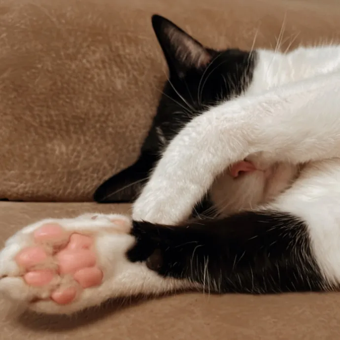 Erika The Cat Whisperer