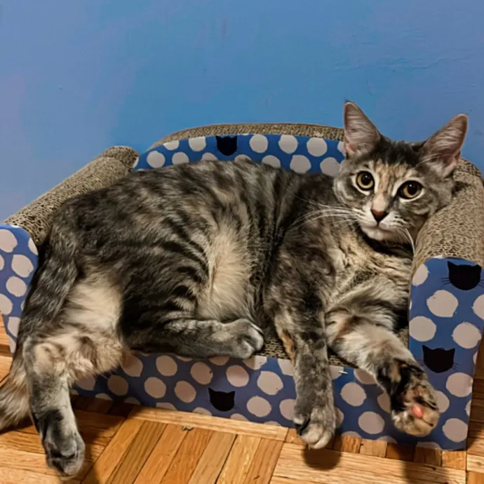 Erika The Cat Whisperer