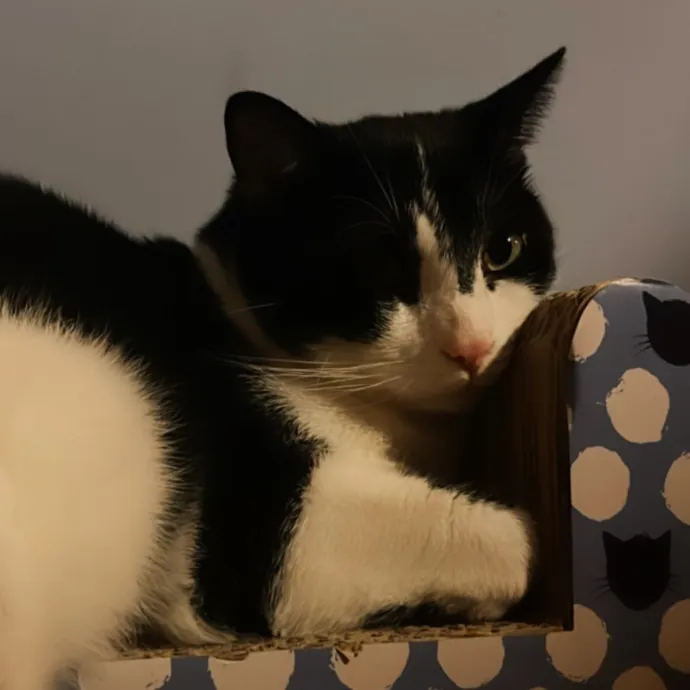 Erika The Cat Whisperer