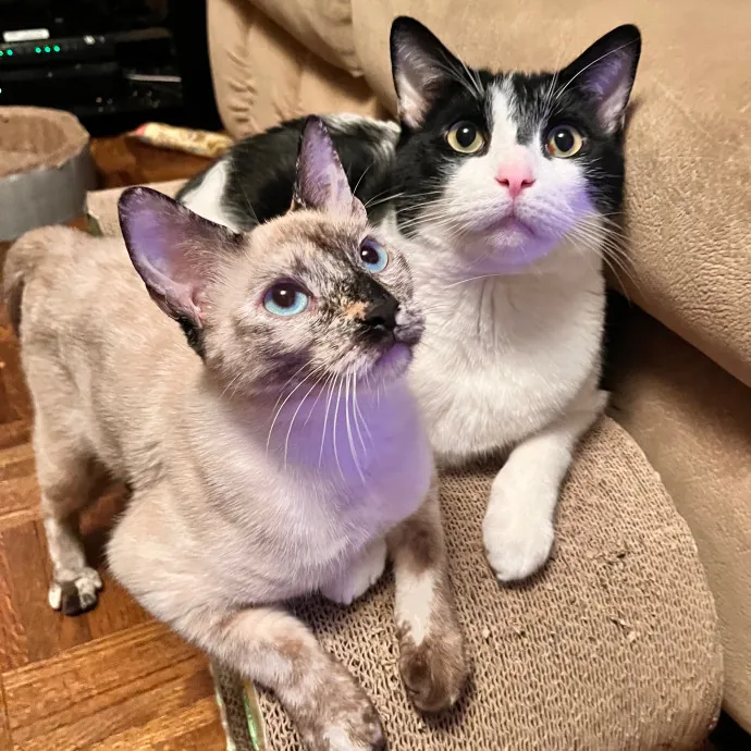 Erika The Cat Whisperer